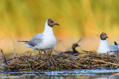 Black-headed gull or Chroicocephalus ridibundus, is a species of black-faced bird in the family Laridae