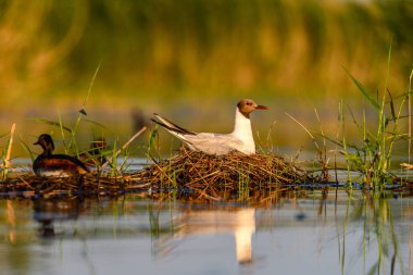 Black-headed Gull or Chroicocephalus ridibundus, nesting its eggs