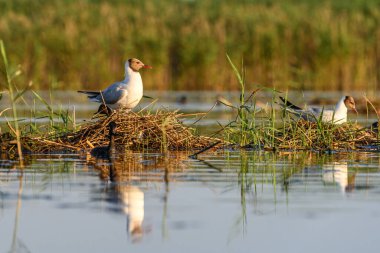 Black-headed gull or Chroicocephalus ridibundus, is a species of black-faced bird in the family Laridae