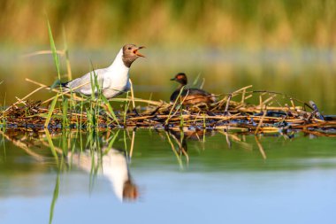 Black-headed gull or Chroicocephalus ridibundus, is a species of black-faced bird in the family Laridae