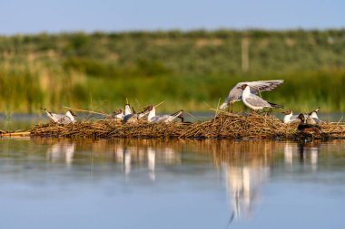 Black-headed gull or Chroicocephalus ridibundus, is a species of black-faced bird in the family Laridae