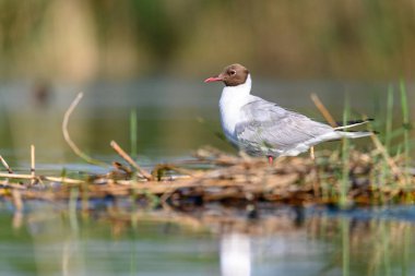 Black-headed gull or Chroicocephalus ridibundus, is a species of black-faced bird in the family Laridae