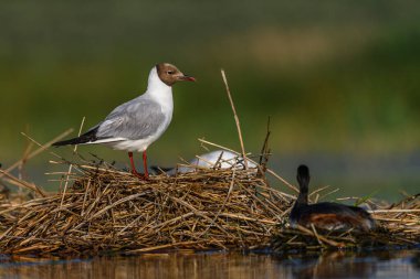 Black-headed gull or Chroicocephalus ridibundus, is a species of black-faced bird in the family Laridae