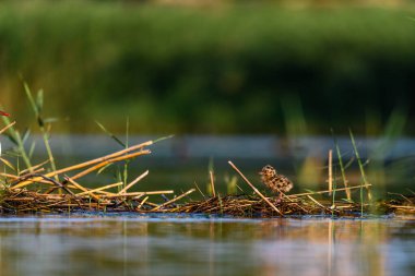 Black-headed gull or Chroicocephalus ridibundus, is a species of black-faced bird in the family Laridae