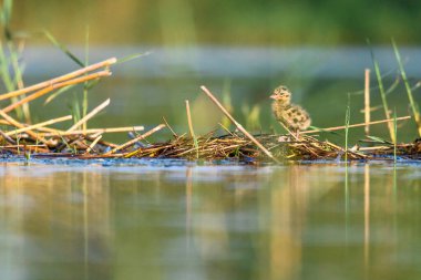 Black-headed gull or Chroicocephalus ridibundus, is a species of black-faced bird in the family Laridae