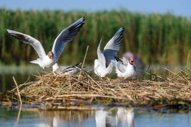 Black-headed gull or Chroicocephalus ridibundus, is a species of black-faced bird in the family Laridae