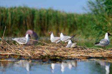 Black-headed gull or Chroicocephalus ridibundus, is a species of black-faced bird in the family Laridae