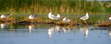 Black-headed gull or Chroicocephalus ridibundus, is a species of black-faced bird in the family Laridae