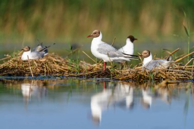 Black-headed gull or Chroicocephalus ridibundus, is a species of black-faced bird in the family Laridae