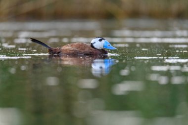 White-headed duck or Oxyura leucocephala, is a species of anseriform bird in the family Anatidae