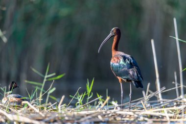 Common Morito or Plegadis falcinellus, is a species of pelecaniformes bird in the family Threskiornithidae