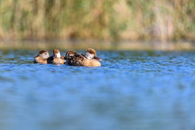 Red duck or Netta rufina, is a species of anseriform bird in the family Anatidae