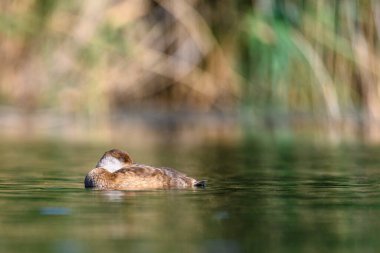 Red duck or Netta rufina, is a species of anseriform bird in the family Anatidae