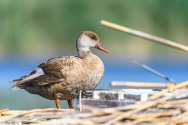 Red duck or Netta rufina, is a species of anseriform bird in the family Anatidae