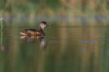Red duck or Netta rufina, is a species of anseriform bird in the family Anatidae