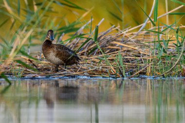 American porron or Aythya Americana, is a species of anseriform bird in the Anatinae family
