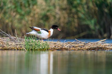 Shelduck or Tadorna tadorna or is a species of anseriform bird in the family Anatidae