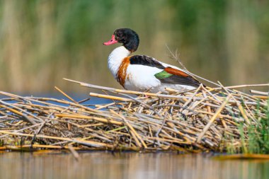 Shelduck or Tadorna tadorna or is a species of anseriform bird in the family Anatidae