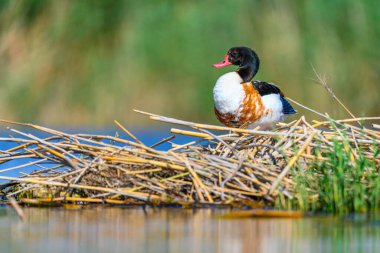 Shelduck or Tadorna tadorna or is a species of anseriform bird in the family Anatidae