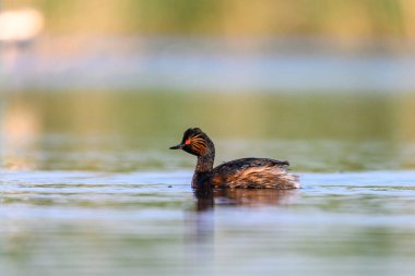 Black-necked Grebe or Podiceps nigricollis, is a species of podicipediform bird in the family Podicipedidae