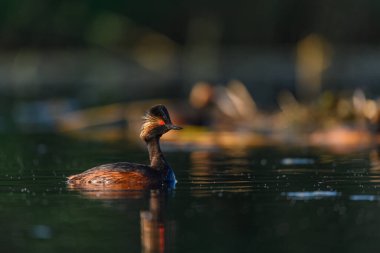 Black-necked Grebe or Podiceps nigricollis, is a species of podicipediform bird in the family Podicipedidae