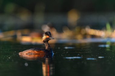 Black-necked Grebe or Podiceps nigricollis, is a species of podicipediform bird in the family Podicipedidae