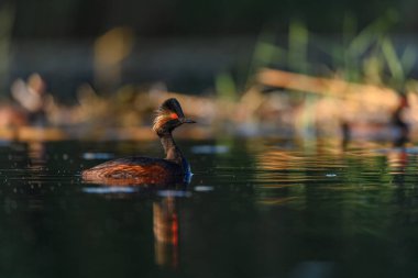 Black-necked Grebe or Podiceps nigricollis, is a species of podicipediform bird in the family Podicipedidae