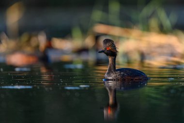 Black-necked Grebe or Podiceps nigricollis, is a species of podicipediform bird in the family Podicipedidae