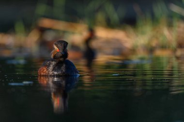 Black-necked Grebe or Podiceps nigricollis, is a species of podicipediform bird in the family Podicipedidae