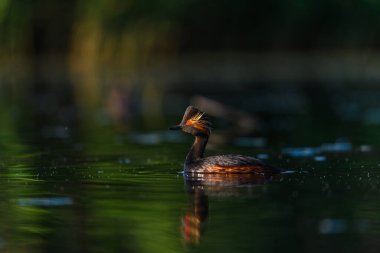 Black-necked Grebe or Podiceps nigricollis, is a species of podicipediform bird in the family Podicipedidae
