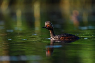 Black-necked Grebe or Podiceps nigricollis, is a species of podicipediform bird in the family Podicipedidae
