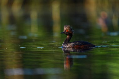 Black-necked Grebe or Podiceps nigricollis, is a species of podicipediform bird in the family Podicipedidae