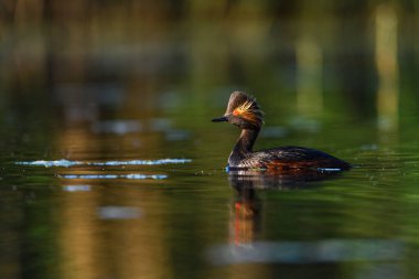Black-necked Grebe or Podiceps nigricollis, is a species of podicipediform bird in the family Podicipedidae