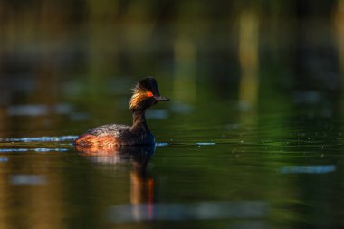 Black-necked Grebe or Podiceps nigricollis, is a species of podicipediform bird in the family Podicipedidae