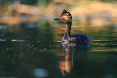 Black-necked Grebe or Podiceps nigricollis, is a species of podicipediform bird in the family Podicipedidae