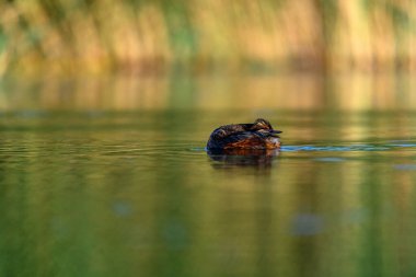 Black-necked Grebe or Podiceps nigricollis, is a species of podicipediform bird in the family Podicipedidae