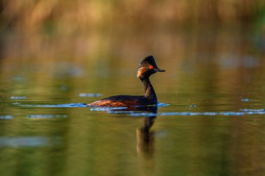 Black-necked Grebe or Podiceps nigricollis, is a species of podicipediform bird in the family Podicipedidae
