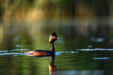 Black-necked Grebe or Podiceps nigricollis, is a species of podicipediform bird in the family Podicipedidae