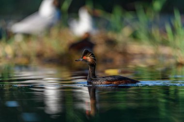 Black-necked Grebe or Podiceps nigricollis, is a species of podicipediform bird in the family Podicipedidae