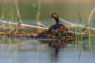 Black-necked Grebe or Podiceps nigricollis, is a species of podicipediform bird in the family Podicipedidae