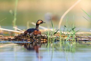 Black-necked Grebe or Podiceps nigricollis, is a species of podicipediform bird in the family Podicipedidae