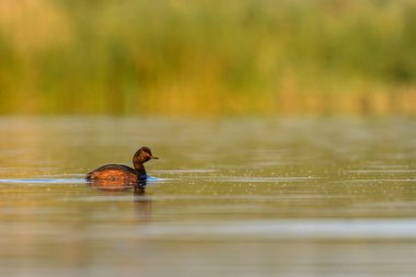 Black-necked Grebe or Podiceps nigricollis, is a species of podicipediform bird in the family Podicipedidae