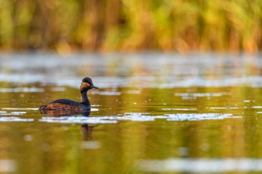 Black-necked Grebe or Podiceps nigricollis, is a species of podicipediform bird in the family Podicipedidae
