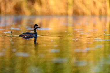Black-necked Grebe or Podiceps nigricollis, is a species of podicipediform bird in the family Podicipedidae