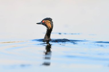 Black-necked Grebe or Podiceps nigricollis, is a species of podicipediform bird in the family Podicipedidae