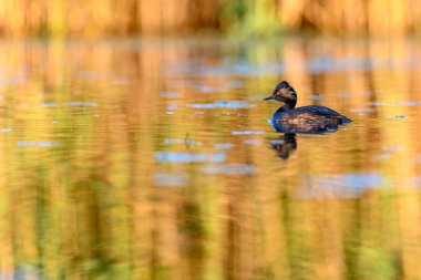 Black-necked Grebe or Podiceps nigricollis, is a species of podicipediform bird in the family Podicipedidae
