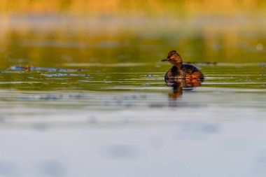 Black-necked Grebe or Podiceps nigricollis, is a species of podicipediform bird in the family Podicipedidae