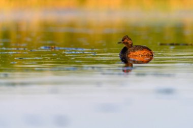 Black-necked Grebe or Podiceps nigricollis, is a species of podicipediform bird in the family Podicipedidae