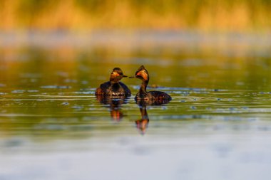 Black-necked Grebe or Podiceps nigricollis, is a species of podicipediform bird in the family Podicipedidae