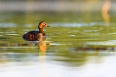 Black-necked Grebe or Podiceps nigricollis, is a species of podicipediform bird in the family Podicipedidae